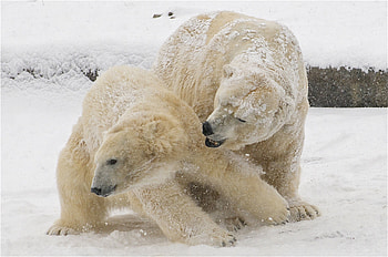 Animals, Winter, Snow, Bears, White Bears, Polar Bears HD wallpaper