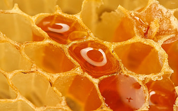 Honey, Beehives HD wallpaper