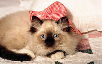Animals, Cats HD wallpaper