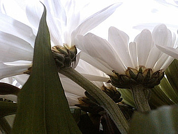 Daisys, flowers, spring, pretty HD wallpaper