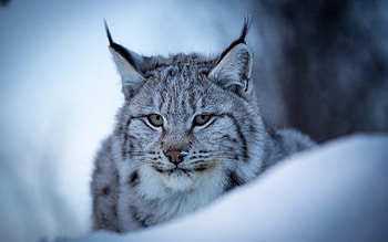 Lynx , Artistic portrayal, Stunning visuals, Eye-catching display HD wallpaper
