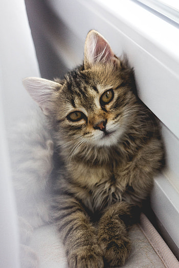 Animals, Cat, Fluffy, Brown, Pet, Sight, Opinion HD phone wallpaper
