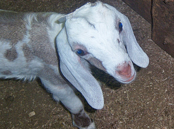 baby gote, tori, kimme HD wallpaper