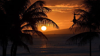 Palm Trees Branches Moon Ocean Waves Twilight Dark Background Dark Background HD wallpaper