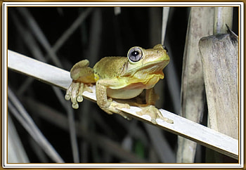 FRAMED FROG, NATURE, FROG, , FRAMED HD wallpaper