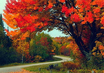 Autumn Road, autumn, road, nature, fall leaves HD wallpaper
