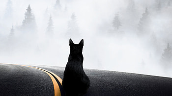 Longing For Home, cat, animals HD wallpaper