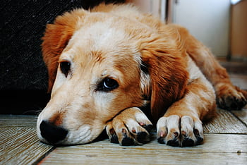 A cute golden retriever puppy lying down with a relaxed expression, captured indoors. HD wallpaper