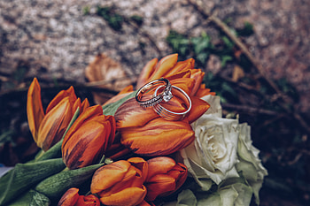Holidays, Flowers, Tulips, Wedding, Rings, Romance HD wallpaper
