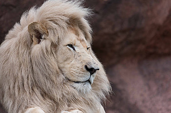 Lion, animal, fur, king HD wallpaper