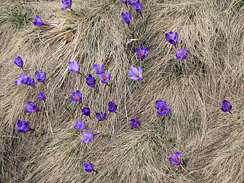 Plants, Flowers HD wallpaper
