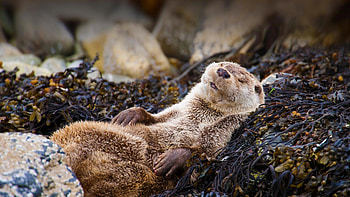 Lying down otter beauty, Resting in nature's embrace, Serene otter tranquility, Appreciate their peacefulness HD wallpaper