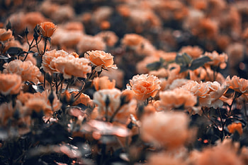 Garden of roses, Flowers, Winter, Buds, Garden HD wallpaper