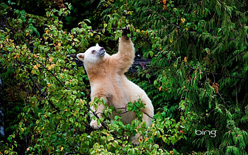 Kermode bear in Great Bear Rainforest (North and Central Coast) British Columbia Canada, Great, Kemode, Canada, Bear, In, Rainforest HD wallpaper