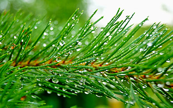 Needles, Pine Trees HD wallpaper