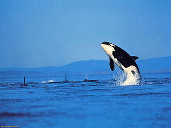 Air Bound Orca, orca, nature, ocean, killer whale HD wallpaper