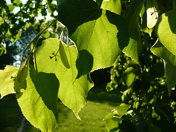 leaves, sunny, golden, basswood, gorgeous, beautiful, spring, tree, branch, green, leaf, sun, lime, sunset HD wallpaper