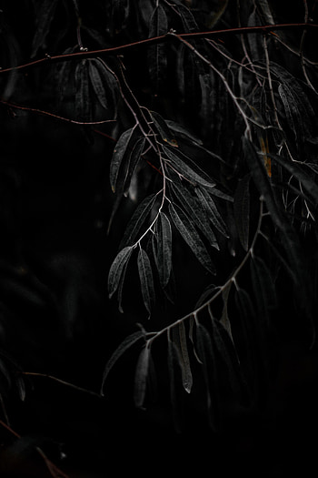 Nature, Leaves, Wood, Tree, Branch, Willow HD phone wallpaper