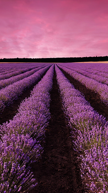 Lavender, Provene, France, nature HD phone wallpaper