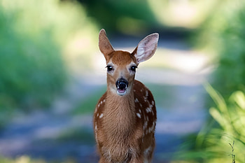 Deer, animal, fawn, caprioara HD wallpaper