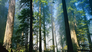 Landscape, Trees HD wallpaper