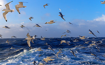 Animals, Birds, Seagulls HD wallpaper