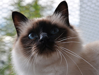 Animals, Cat, Fluffy, Muzzle, Sight, Opinion HD wallpaper