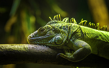Reptile iguana, Green lizard HD wallpaper