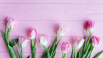 Fresh tulip flowers, , Beautiful and lively, Nature's charm HD wallpaper