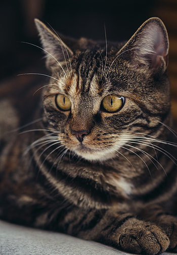 Curious, feline, yellow eyes, cat HD phone wallpaper