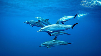 A pod of dolphins, Dolphins HD wallpaper