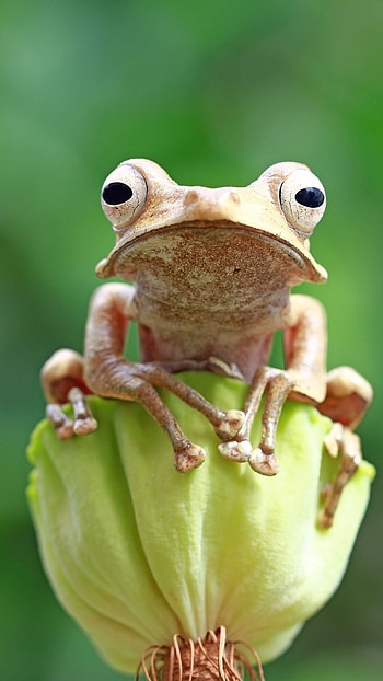 Cute Frog, Frog HD phone wallpaper