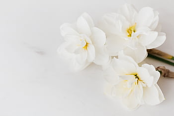 A delicate bouquet of white daffodils elegantly arranged on a marble surface. HD wallpaper