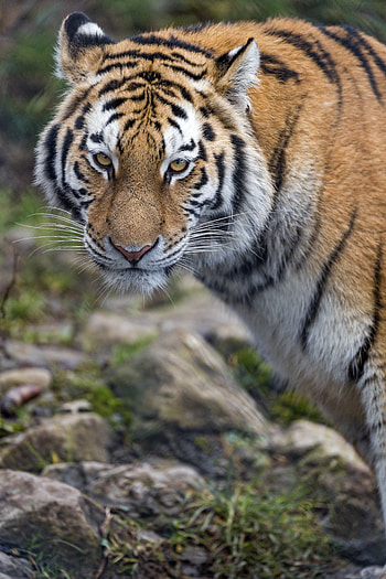 Animals, Predator, Big Cat, Sight, Opinion, Tiger, Stripes, Streaks HD phone wallpaper