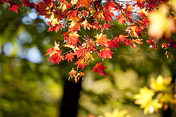 Autumn, nature, leaves, bokeh, blur HD wallpaper