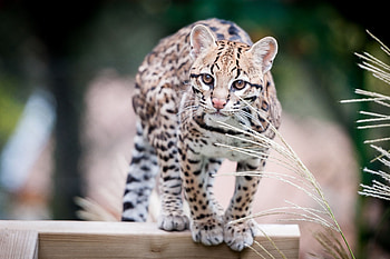 Ocelot, Spotted cat, Wildcat beauty, Graceful creature HD wallpaper