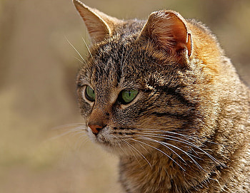 GREEN EYED KITTY, kitten, kitty, green, eyes, feline, pet HD wallpaper