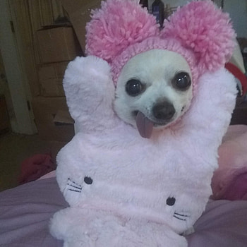 Bunny Love, chihuahua, companion dog, pink, dogs, easter, cute, anime, smile HD phone wallpaper