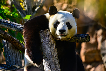 Animals, Sight, Opinion, Wildlife, Animal, Panda HD wallpaper