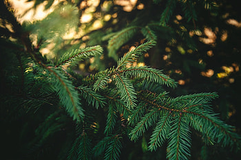 Pine tree , Evergreen allure, Nature's elegance, Breathtaking landscapes HD wallpaper