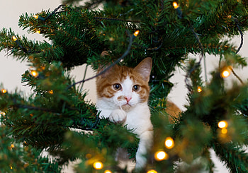 ... kitten cat red tree cat white christmas ... HD wallpaper