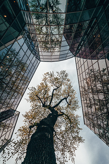 Architecture, Building, Reflection, Miscellanea, Miscellaneous, Wood, Tree, Glass HD phone wallpaper