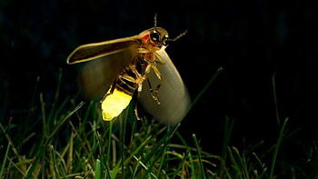 Firefly magic, Glowing insect, Nocturnal beauty, Enchanting lights HD wallpaper