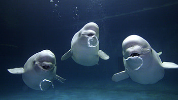 Beluga Whales, Oceanic wonders, Marine life, Majestic creatures HD wallpaper