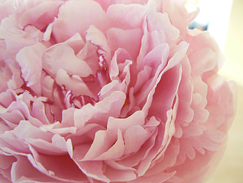 Pink Peony / Database HD wallpaper
