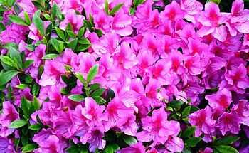 Flowers, Close-Up, Branches, Bloom, Flowering, Greens, Azalea HD wallpaper