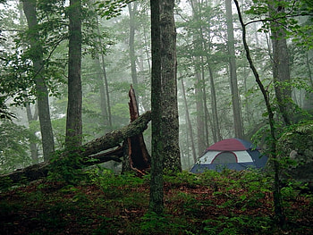 Camping in the forest, other, trees, nature, people, forest HD wallpaper