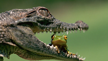 crocodile jaws, ear, frog, crocodile, green HD wallpaper