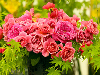 Flowers, Roses, Pink, Bouquet, Buds HD wallpaper