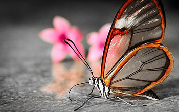Patterns, Flower, Macro, Butterfly, Wings HD wallpaper